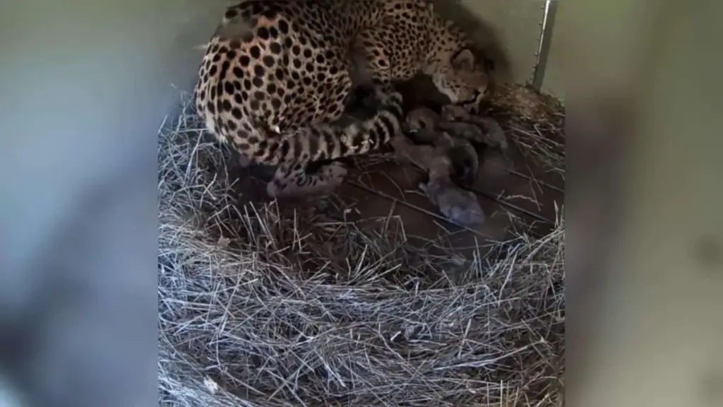 A Milestone for Endangered Wildlife: Inside the Rare Birth and Livestream of Five Cheetah Cubs at SCBI