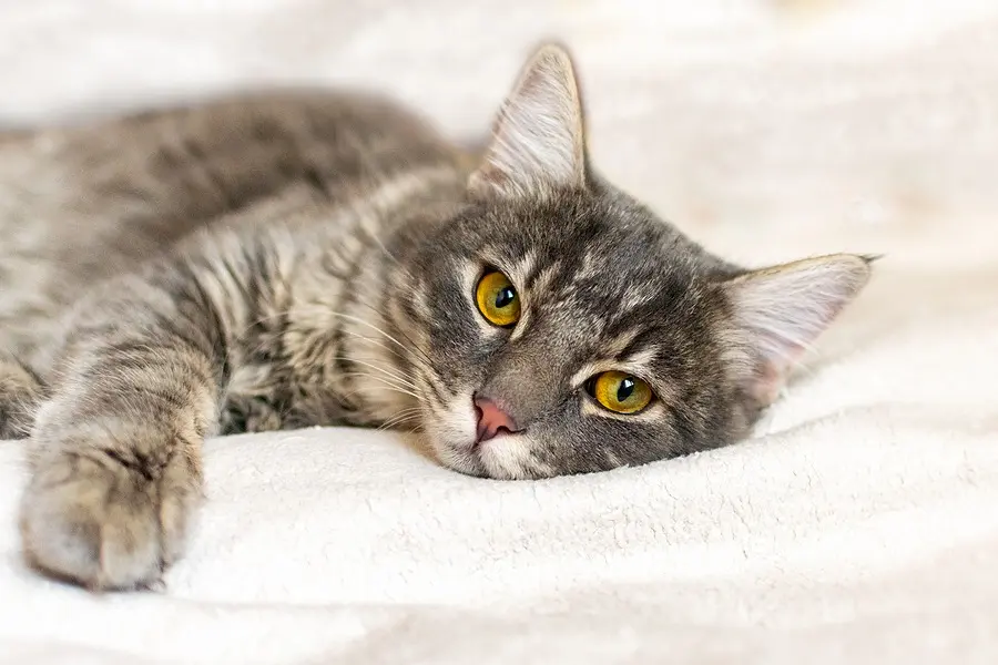 Advancing Feline Medicine: New Diagnostic Assay Sheds Light on Feline Infectious Peritonitis (FIP)