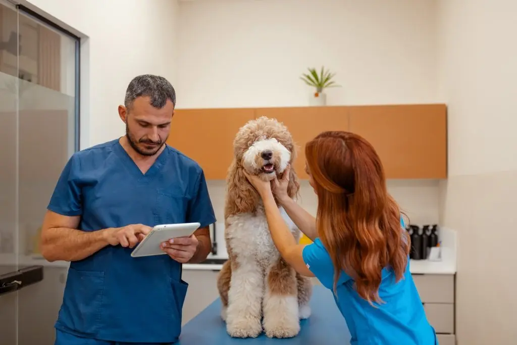 Artificial Intelligence in Veterinary Practice: Measuring Real Return on Investment and Navigating Adoption Challenges
