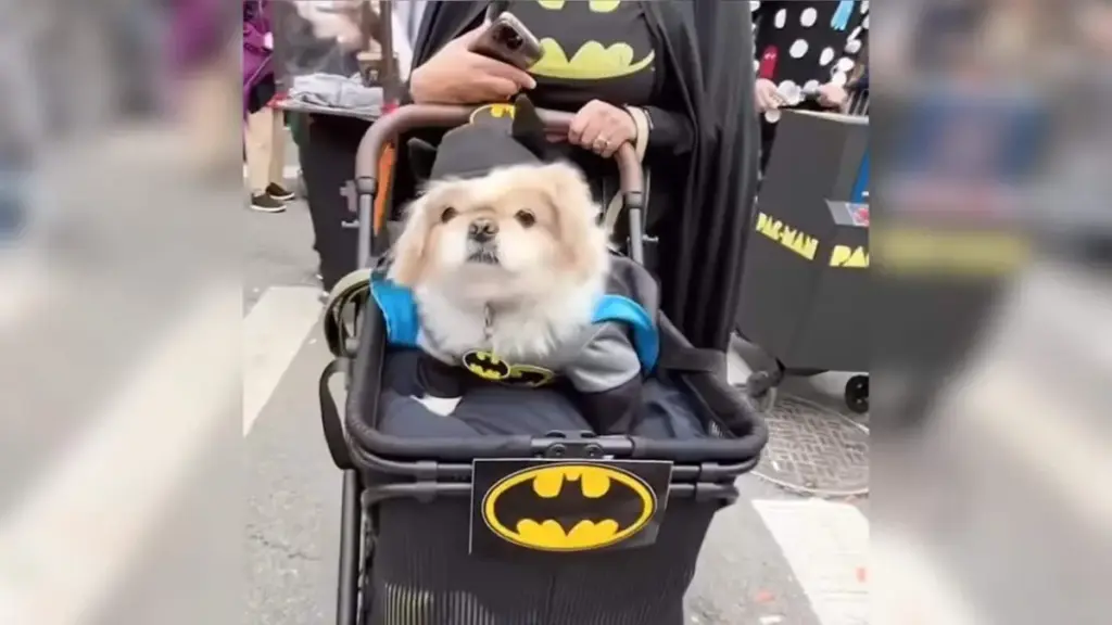 Bark in the Park: How the 36th Tompkins Square Halloween Dog Parade Transformed NYC’s East Village into a Canine Cultural Spectacle