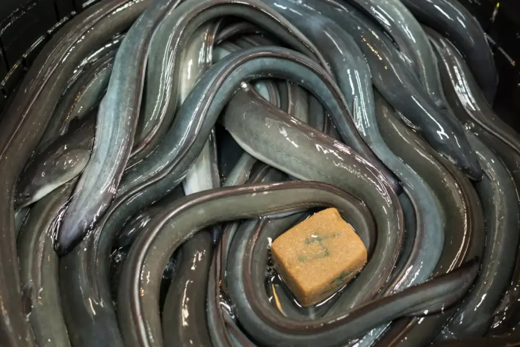 Breaking the Marine Dependency: Feed One Pioneers the Industry’s First Fishmeal-Free Eel Feed with ‘Kamui ZERO’