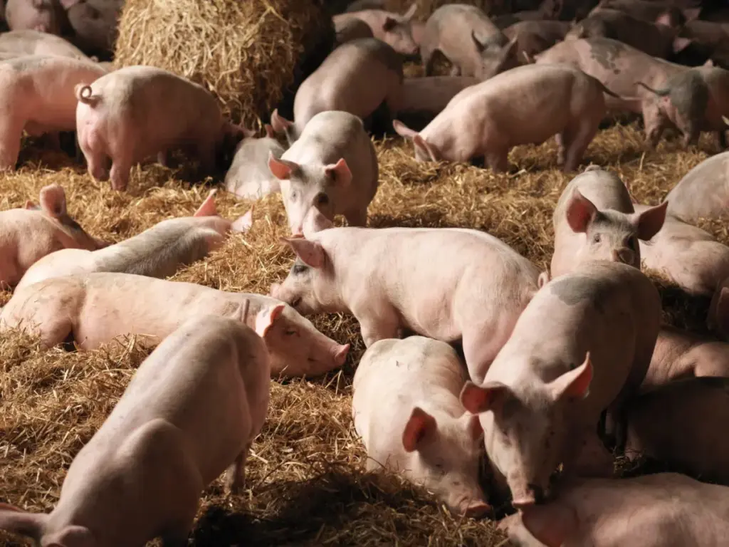 Bridging the Laboratory-Field Divide: Can Lactobacillus acidophilus Deliver on Its Promise as an Antibiotic Alternative in Livestock?