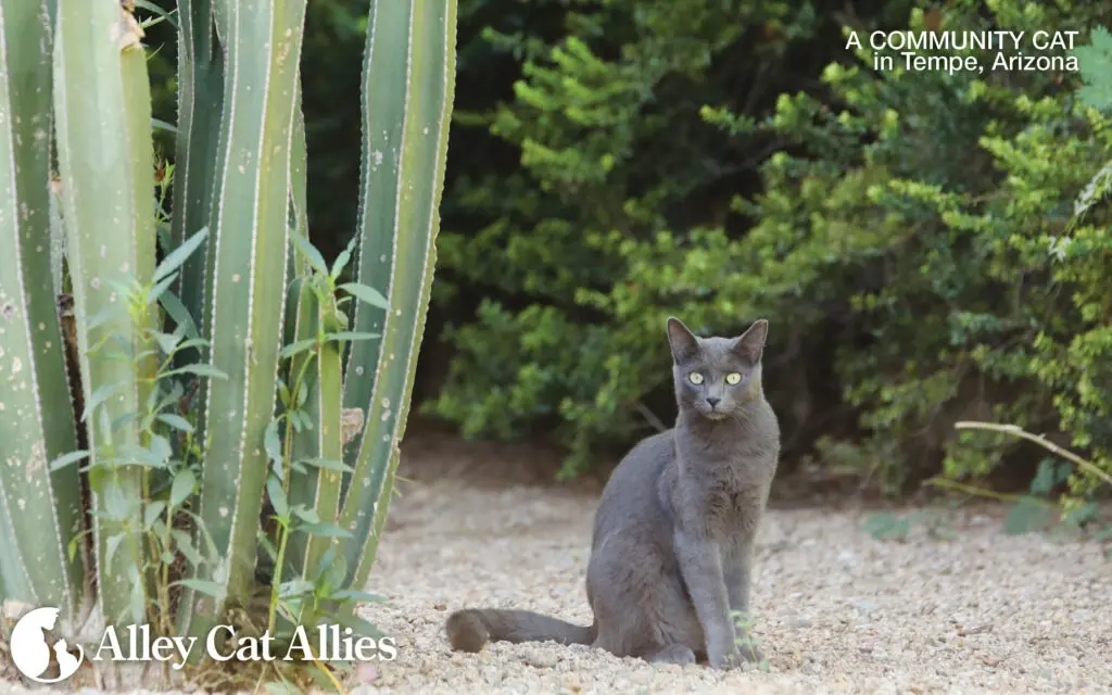 Building a Humane Standard: Alley Cat Allies’ Feline Frenzy Transforms Community Cat Welfare in Tempe, Arizona