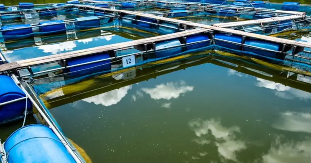 Combatting Antimicrobial Resistance in Vietnam’s Pangasius Sector: A £2.4 Million International Research Initiative