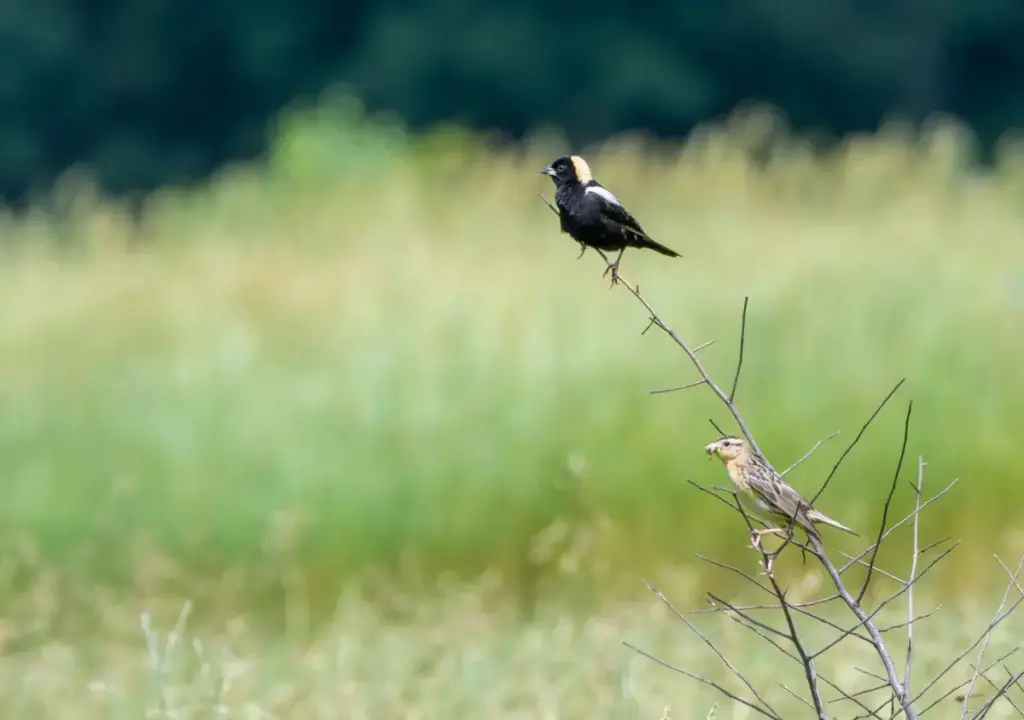 Cultivating an Emerald Oasis: Bouressa Family Farm Earns Audubon’s Prestigious Bird-Friendly Land Certification