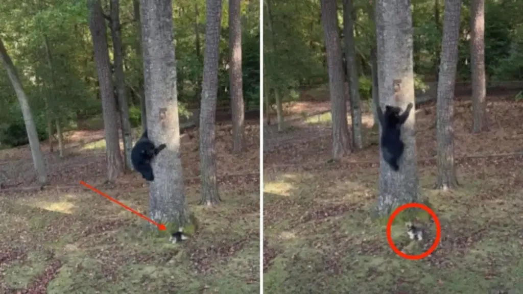 David vs. Goliath in North Carolina: Tiny Yorkshire Terrier Chases Full-Grown Bear From Family Backyard