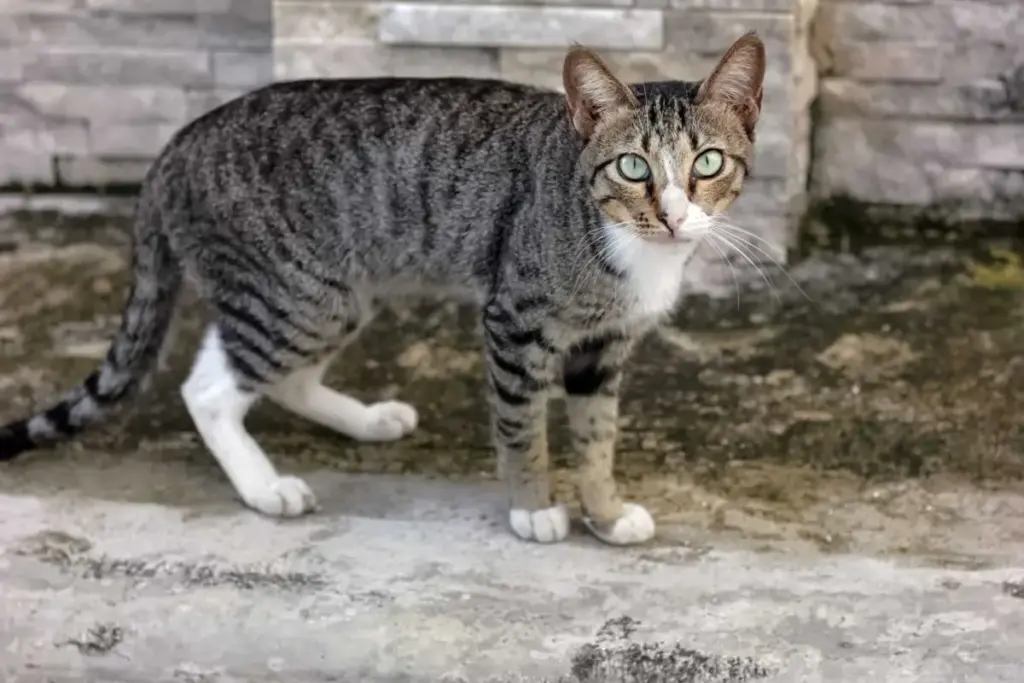 Decoding the Feline Phantasm: The Science and Evolutionary Psychology Behind Cats’ Most Mysterious Behaviors