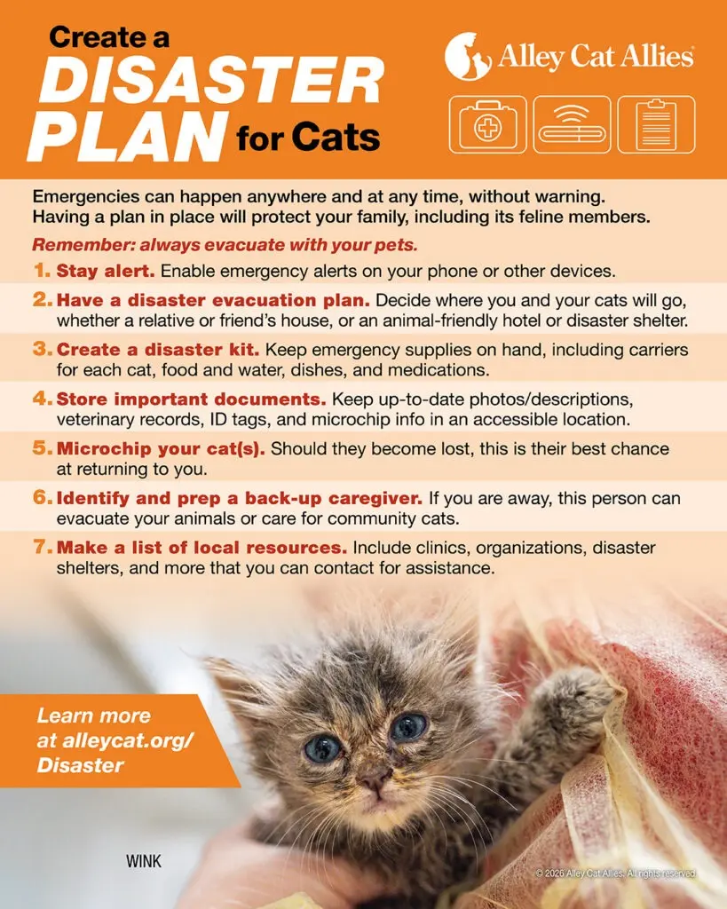 Disaster Response and Resilience: Alley Cat Allies Mobilizes Rapidly Following Severe Nor’easter Flooding in Atlantic County, New Jersey