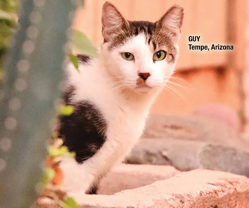 Empowering Communities Worldwide: The Movement Behind Global Cat Day and National Feral Cat Day