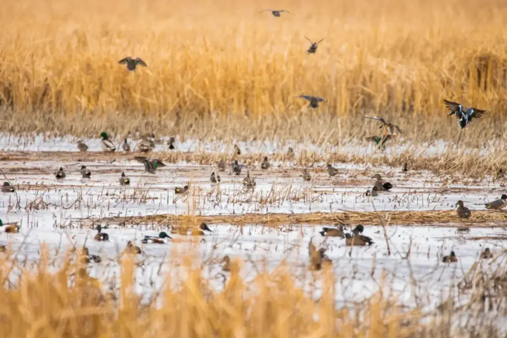 Erosion of the Stream: How a New Federal Proposal Threatens America’s Waters and Wildlife