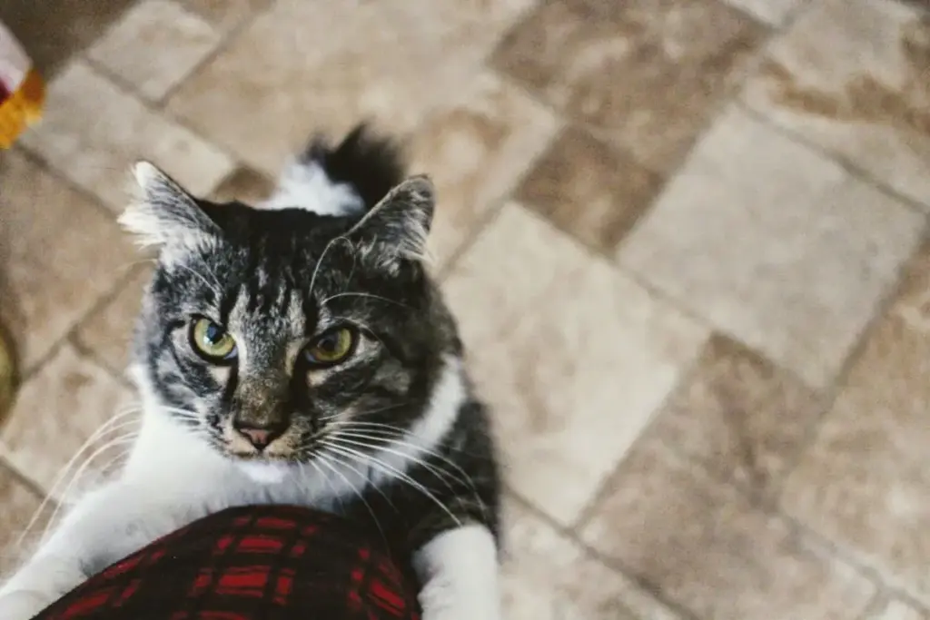 Feline Bonds Explored: Understanding How Cats React and Adapt When Their Favorite Humans Are Away