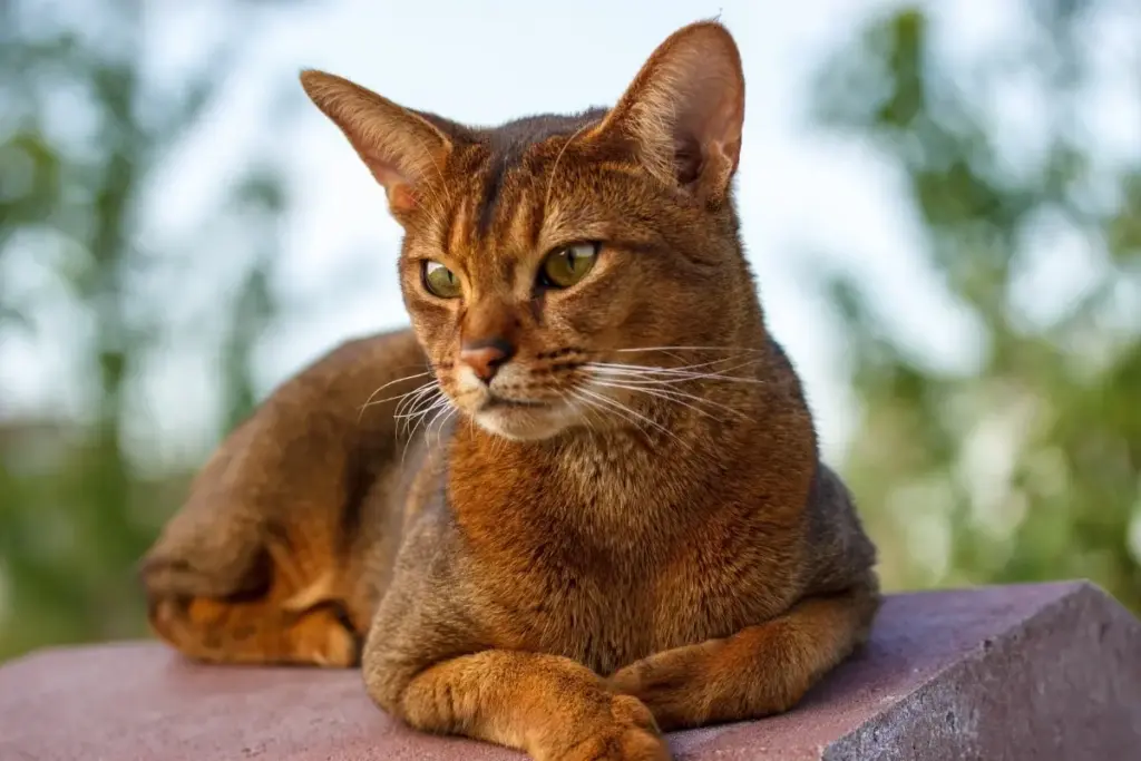 Feline Gastronomy and Kinetic Energy: An Investigative Report on High-Performance Cat Breeds and Snack-Detection Phenomena