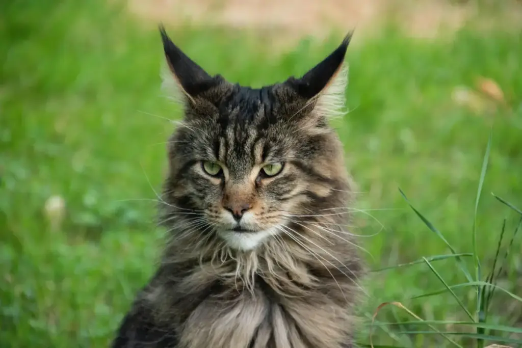 Feline Sovereignty: A Definitive Exploration of the 10 Most Regal Cat Breeds and the Democratic Nature of Everyday Royalty