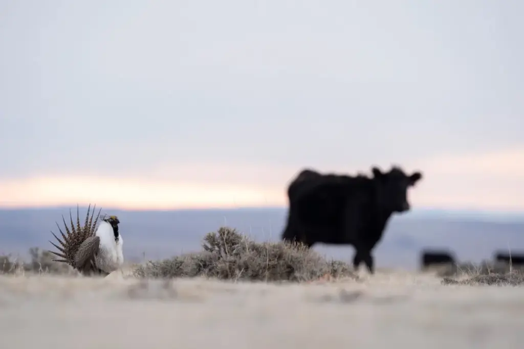 Forging a Sustainable Frontier: Pathfinder Ensign Ranches Secures Audubon Bird-Friendly Certification, Expanding Wyoming’s Conservation Footprint