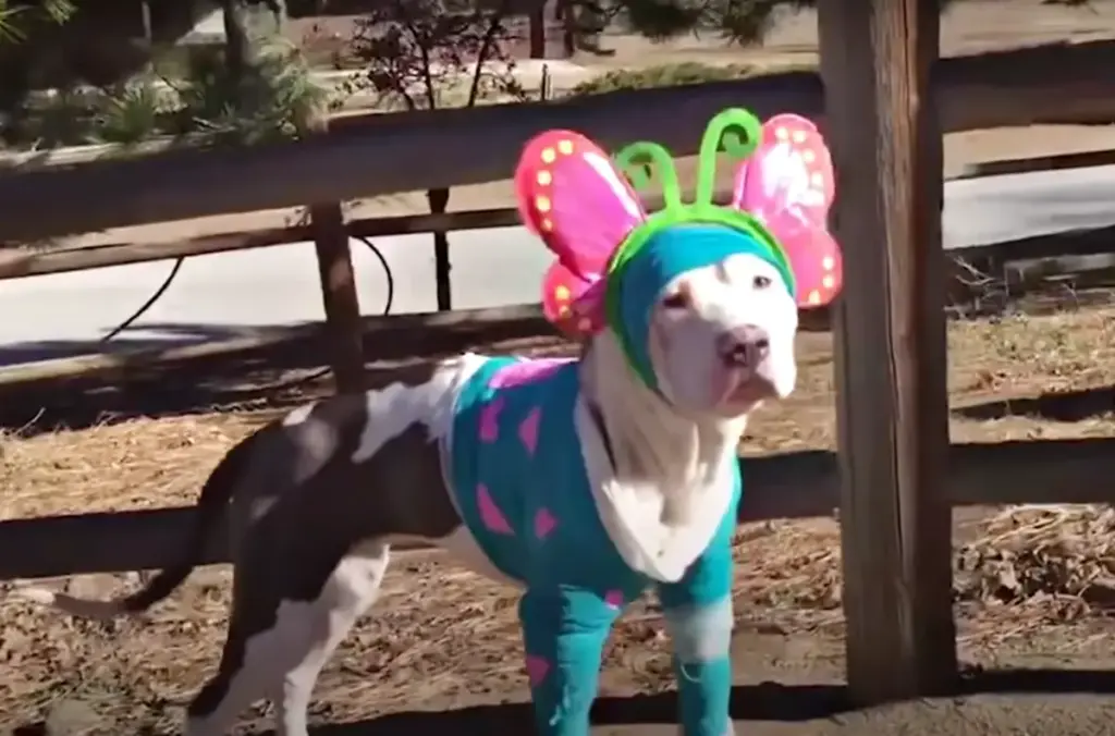 From Bandages to Butterflies: How a Severely Injured Pit Bull’s Resilience Transformed Her Rescue Journey