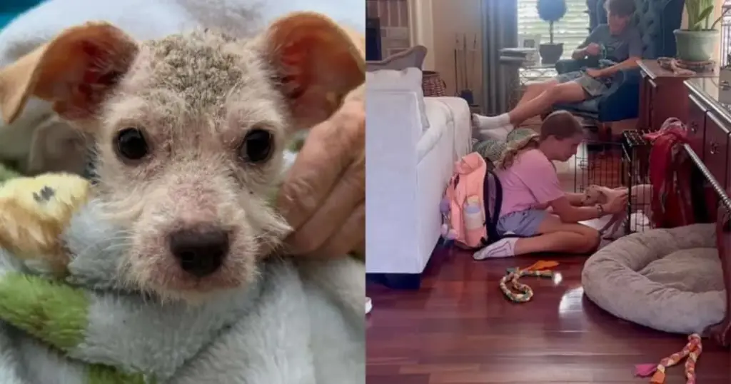 From the Brink of Euthanasia to a Tearful Reunion: How a Child’s Empathy and a Houston Rescue Saved ‘Scratchy’ the Puppy