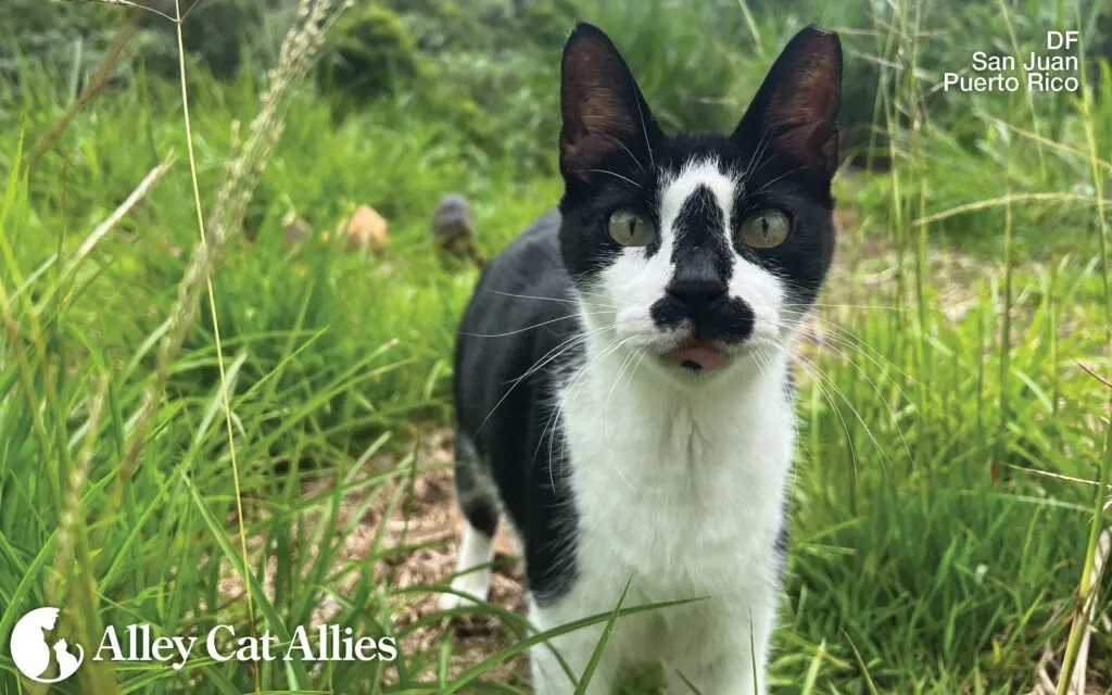 Guardians of the Feline Frontline: Alley Cat Allies’ Rapid Response, Disaster Relief, and Global Advocacy