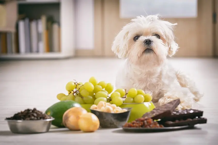 Guarding Our Companions: Navigating the Hidden Dangers of Canine Chocolate Toxicity During the Halloween Season