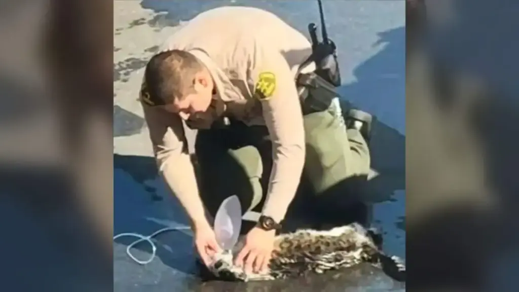 Heroes in Uniform: Swift Interagency Response Saves Feline Life From Fiery Van Blaze in Marina del Rey