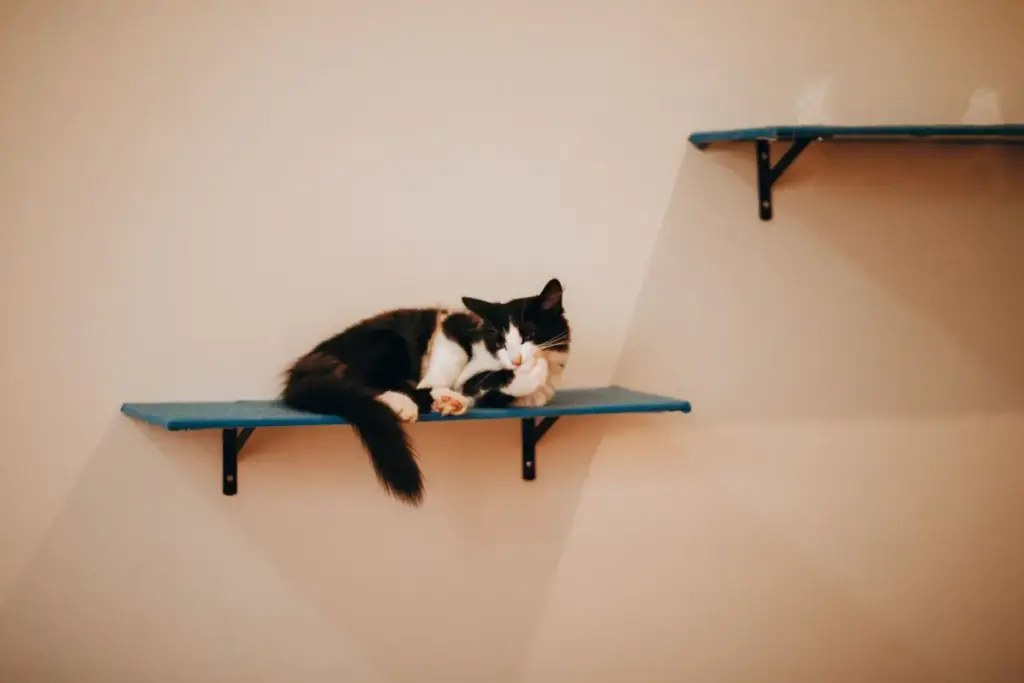 High Rises and Feline Psyche: Decoding Why Domestic Cats Rule From Above