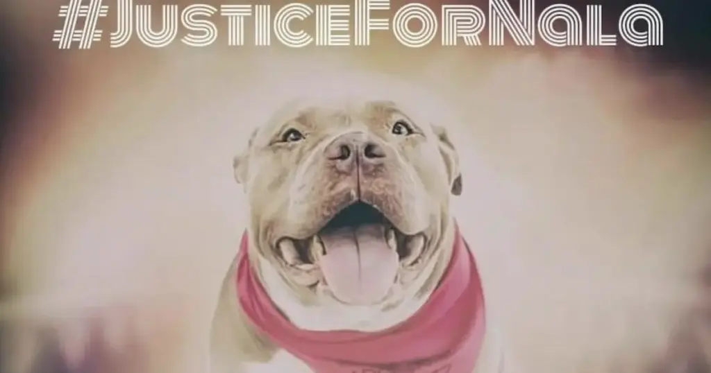 Investigative Report: The Tragic Case of Nala and the Legal Push for Animal Adoption Reform