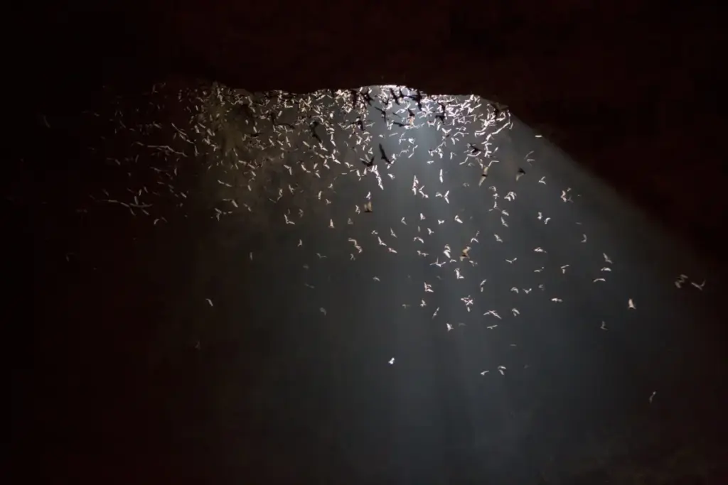 Kings of the Velvet Gloom: How Bats Claimed the Night Sky and Redefined Mammalian Evolution