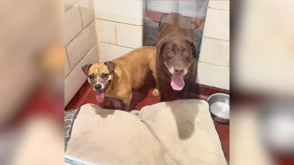 Left Behind After a Decade: The Heartbreaking Reality Facing Two Senior Sisters Surrendered to a Georgia Shelter
