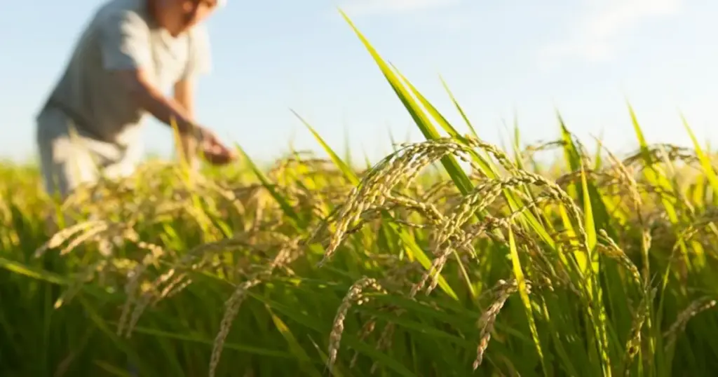 Light-Based Agritech Breakthrough: BioLumic and IRRI Partner to Revolutionize Direct-Seeded Rice Systems
