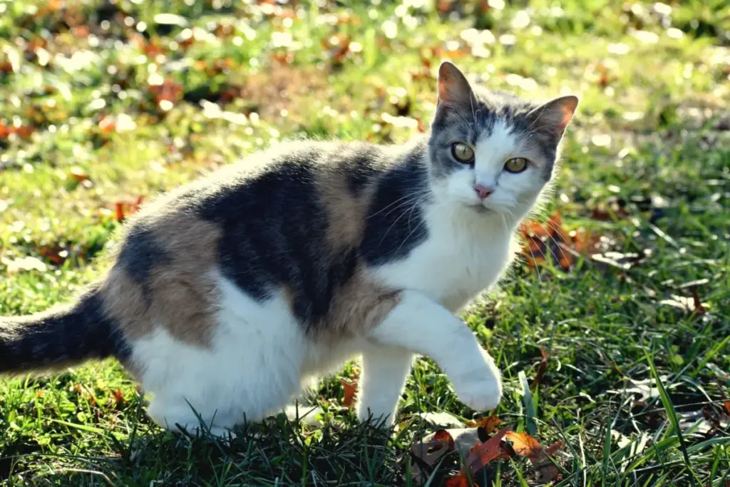 Maximizing Space and Feline Comfort: The Ultimate Guide to Corner Cat Litter Boxes