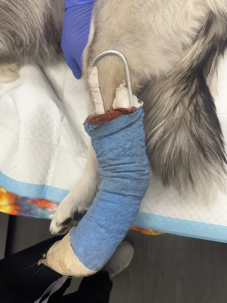 Navigating the Modern Veterinary Landscape: Managing Client Expectations, Complex Diagnoses, and Surgical Outcomes