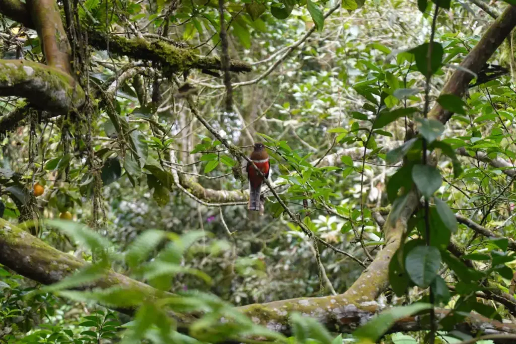 Returning Forests to the Center Stage of Global Climate and Biodiversity Action