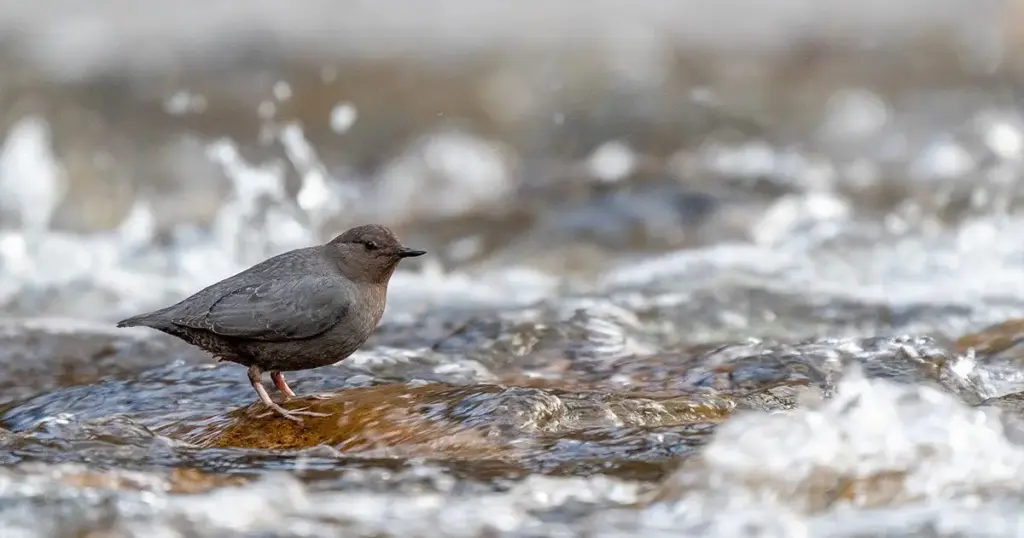 Running on Empty: The High-Stakes Battle Over the Future of the Colorado River