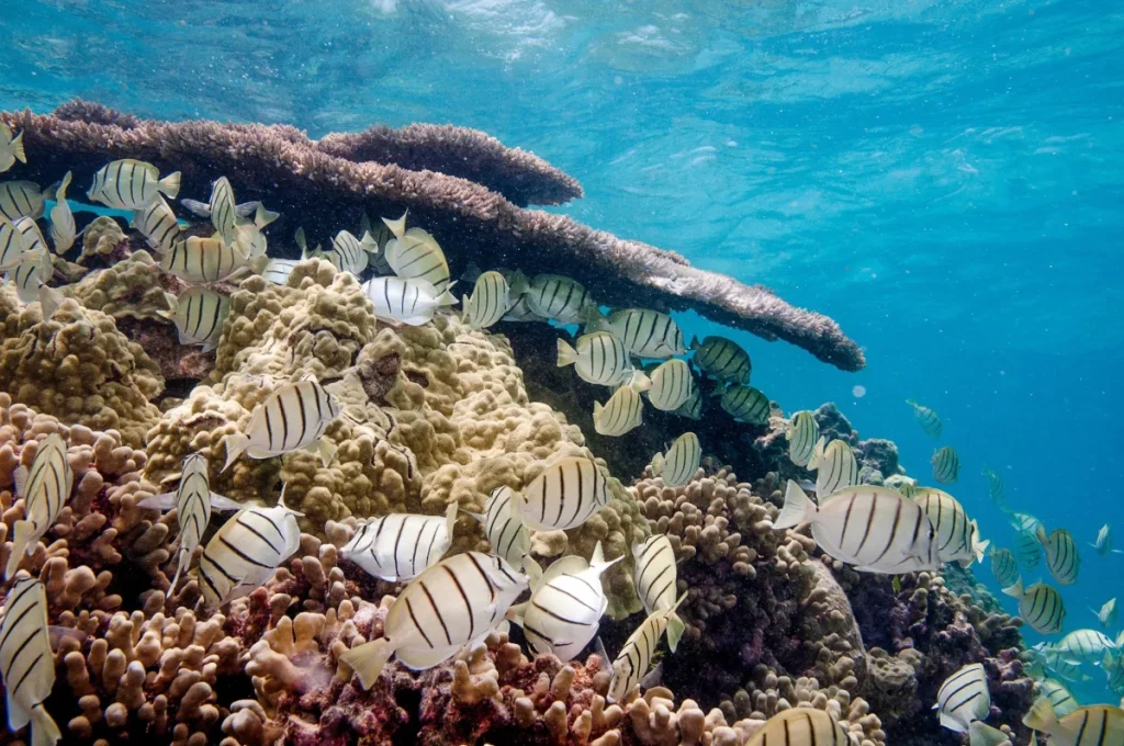 Safeguarding the Blue Frontier: How America’s Marine Monuments and Sanctuaries Protect Our Ocean’s Past, Wildlife, and Future