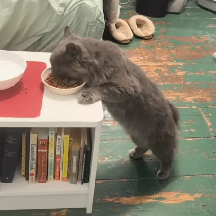 The 571-Day Odyssey: How a Microchip and Social Media Reunited a Connecticut Family with Their Long-Lost Cat, Turtle