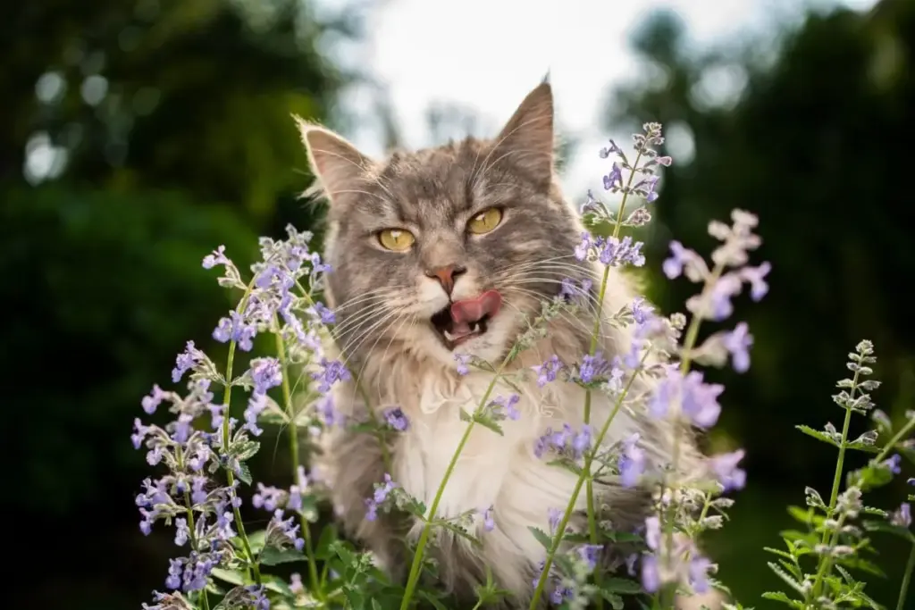 The Architecture of Feline Mischief: An Investigative Report on High-Energy Cat Breeds and Domestic Enrichment