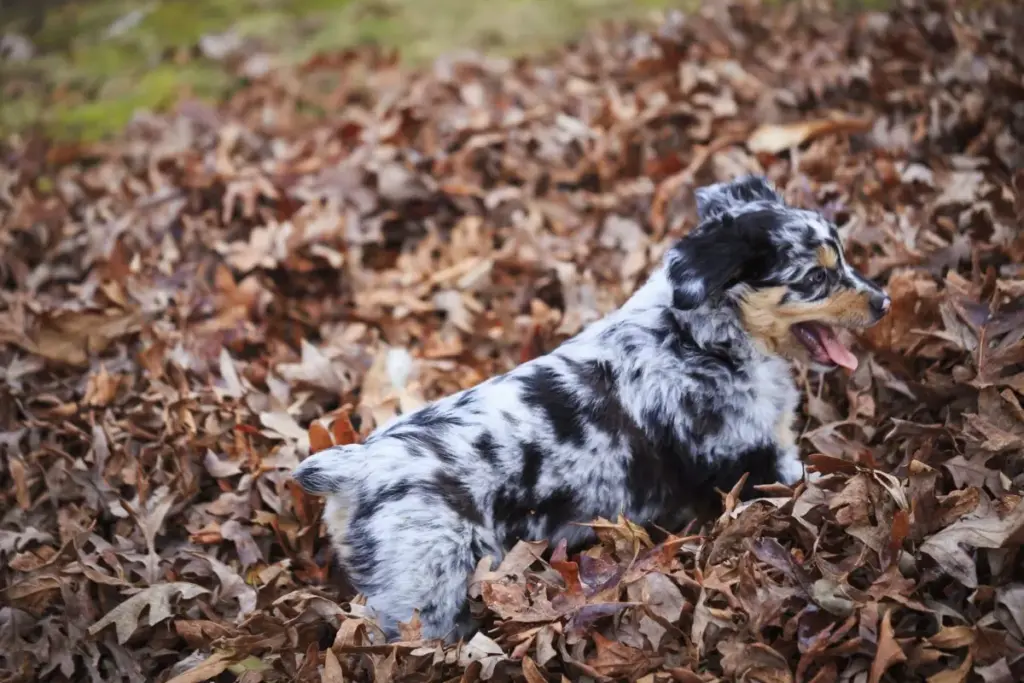 The Canine Autumnal Shift: Investigating the Physiological and Behavioral Impact of Seasonal Transitions on Domestic Dogs