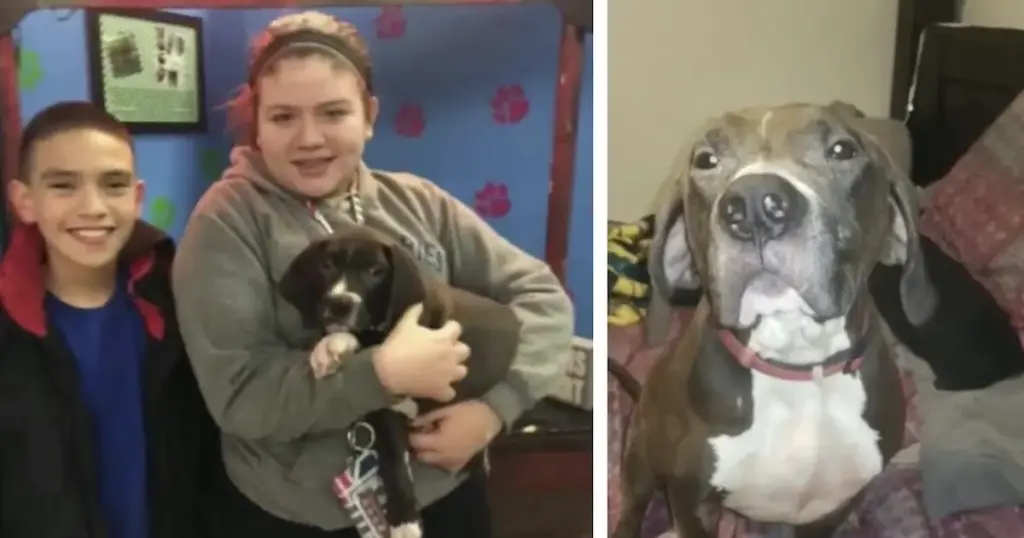 The Custody and Care Conflict: Inside the High-Profile Dispute Over Capone the Rescue Dog