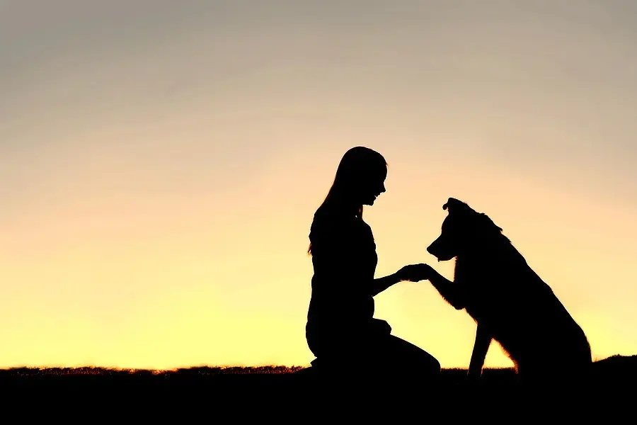 The Healing Power of Paws: How the 2026 HABRI Benchmark Survey Redefines the Human-Animal Bond and Modern Veterinary Care