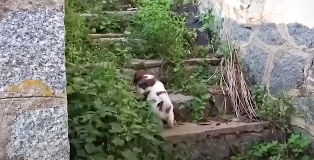 The Intelligence of Survival: How a Stray Puppy’s Desperate Mission Saved His Sibling and Exposed the Reality of Homeless Animals