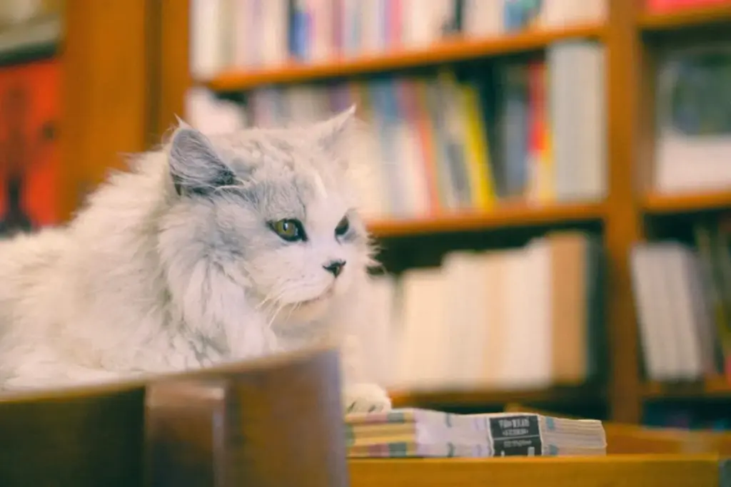 The Literary Feline: An Investigative Look at Cat Breeds Tailored for the Cozy Bookshop Aesthetic