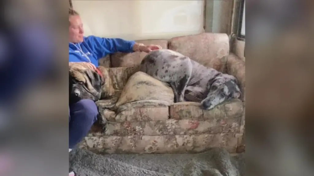 The Mechanics of Comfort: How a Viral English Mastiff Video Highlights Giant Breed Spatial Negotiation and Temperament
