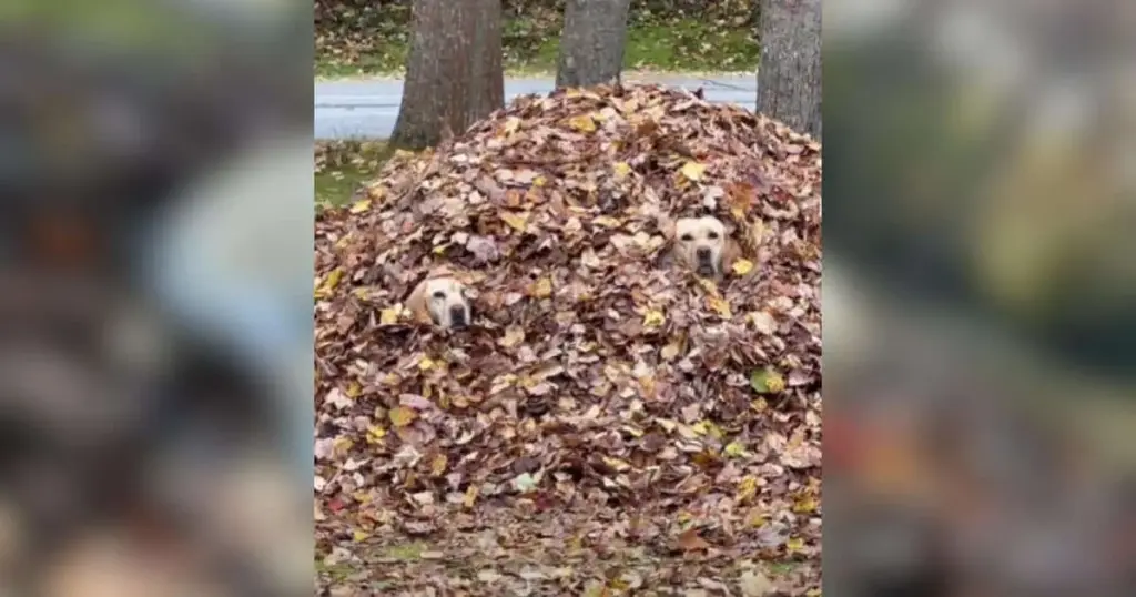 The Physics of Joy: How a Maine Family’s Elaborate Autumn Leaf-Jumping Tradition Became a Global Beacon of Hope