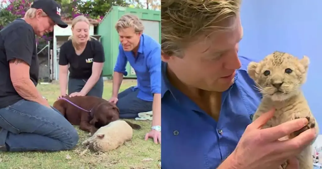 The Science and Symbiosis of Interspecies Surrogacy: How a Labrador Retriever Became the Lifeline for an Orphaned Lion Cub