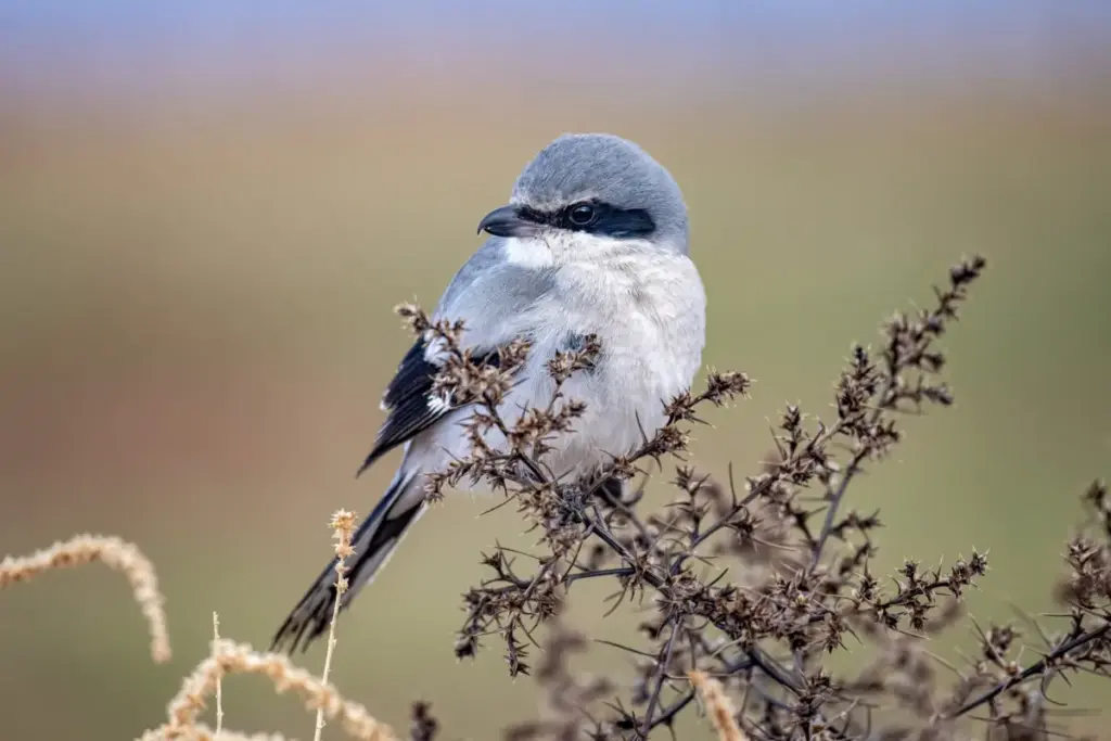 The Songbird with a Raptor’s Soul: Inside the Lethal Biology and Behaviour of the Northern Shrike