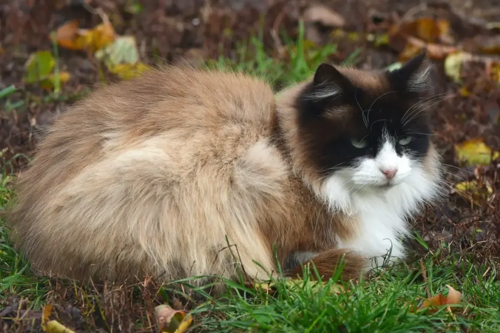 The Ultimate Autumn Companions: A Comprehensive Guide to Feline Breeds Built for Colder Weather