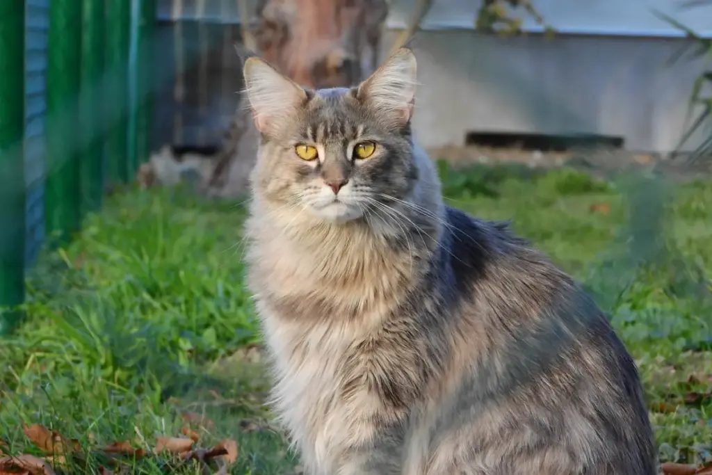 The Ultimate Guide to Professional-Friendly Cat Breeds: Balancing Career Ambitions with Feline Companionship