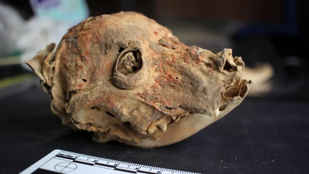 Tracing the Paws of Antiquity: New Discoveries Reveal the Lives of Pre-Inca Hairless Dogs in Peru