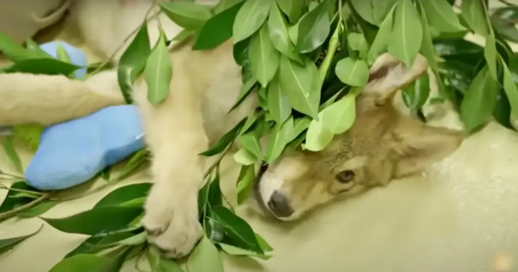 Unraveling the Legend of Volchok: How an Abandoned Wolf Cub Defended a Rural Russian Homestead