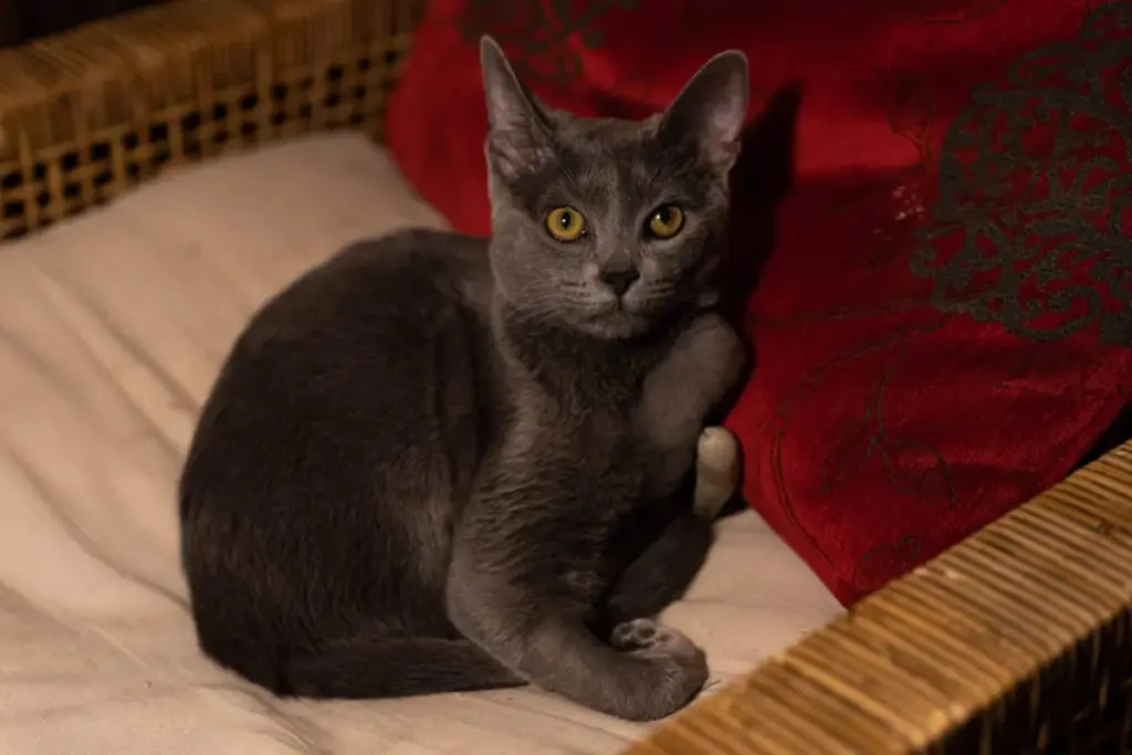 Unveiling the Nocturnal Mind: Why Your Cat’s Mysterious After-Dark Behavior Has a Scientific Explanation