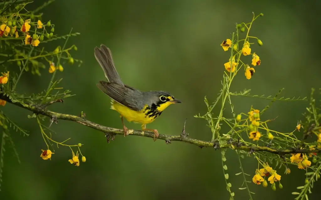 Wings Over the Wetlands: Inside the High-Stakes Journey of Migratory Songbirds and the Sanctuary That Saves Them